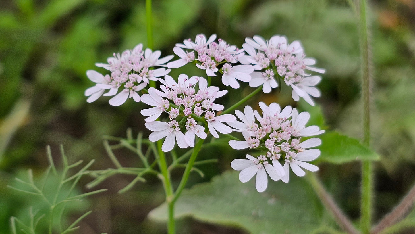 100 Fiesta Green Cilantro / Coriander (Coriandrum Sativum) Seeds