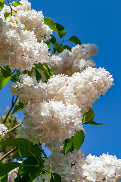 20 White Tree Lilac (Syringa Pekinensis) Seeds