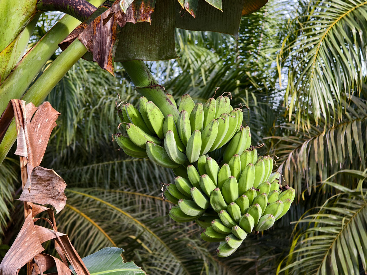 Plantain Banana (Musa balbisiana) Seeds – 5 ct