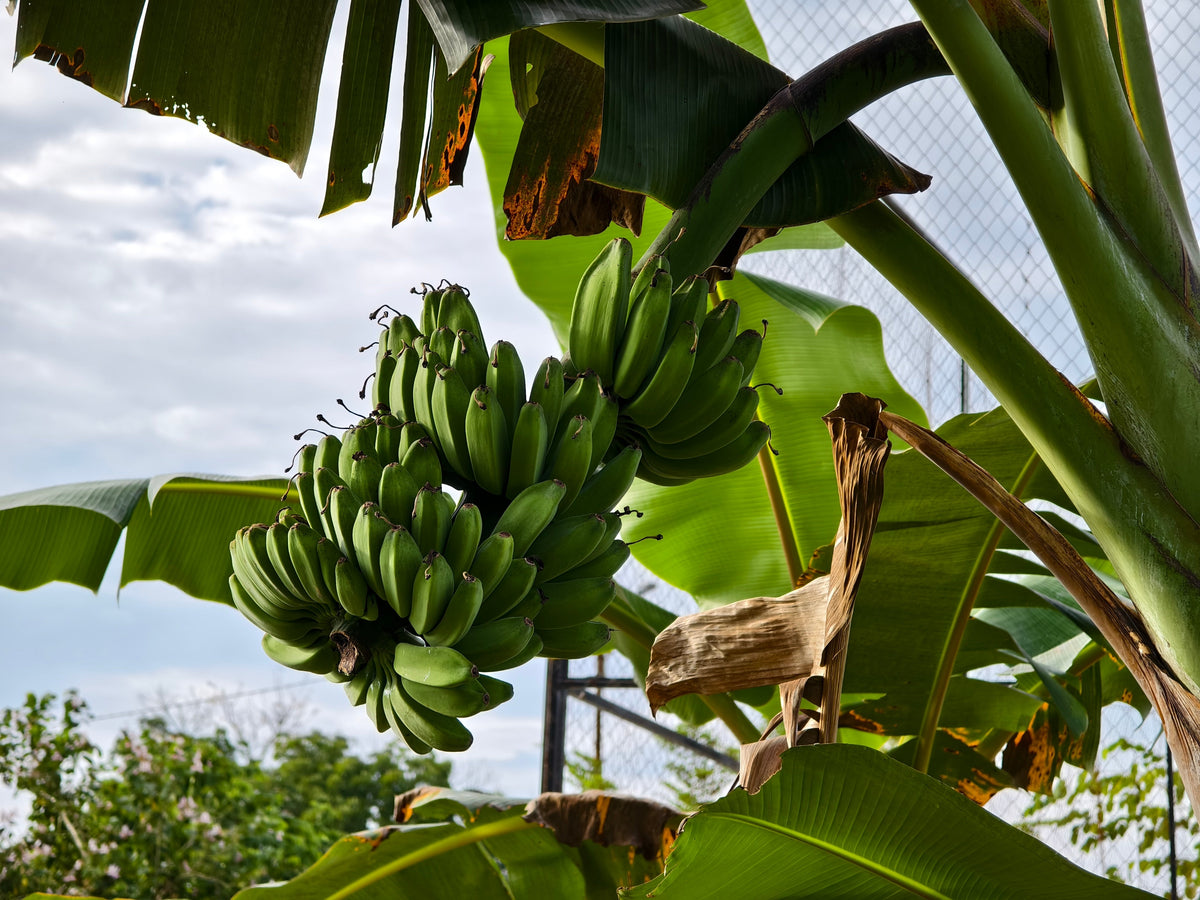 Plantain Banana (Musa balbisiana) Seeds – 5 ct