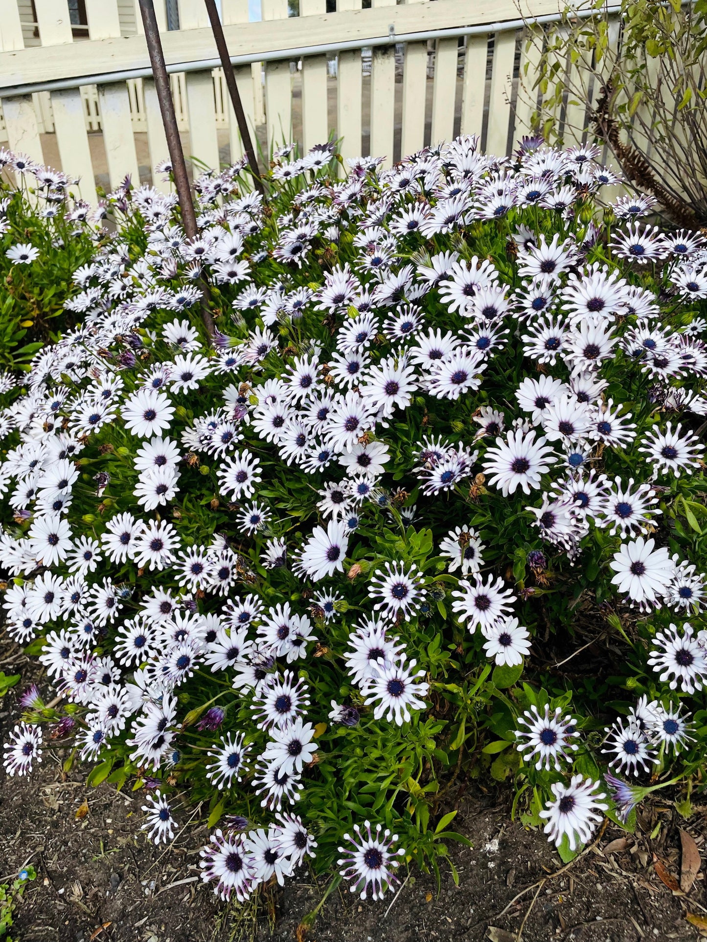 5 Whirligig Osteospermum (Osteospermum Fruticosum) Seeds