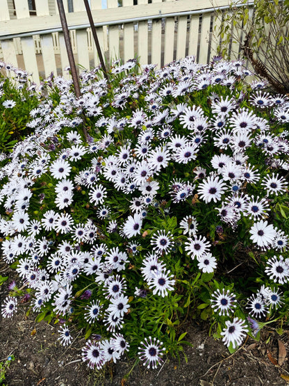 5 Whirligig Osteospermum (Osteospermum Fruticosum) Seeds