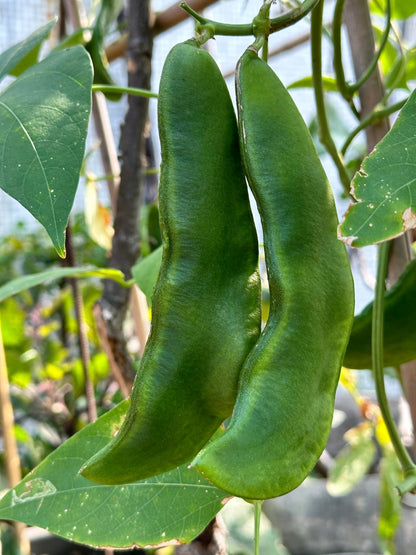 15 CHRISTMAS LIMA BEAN Calico Chestnut Phaseolus Lunatus Legume Vegetable Seeds