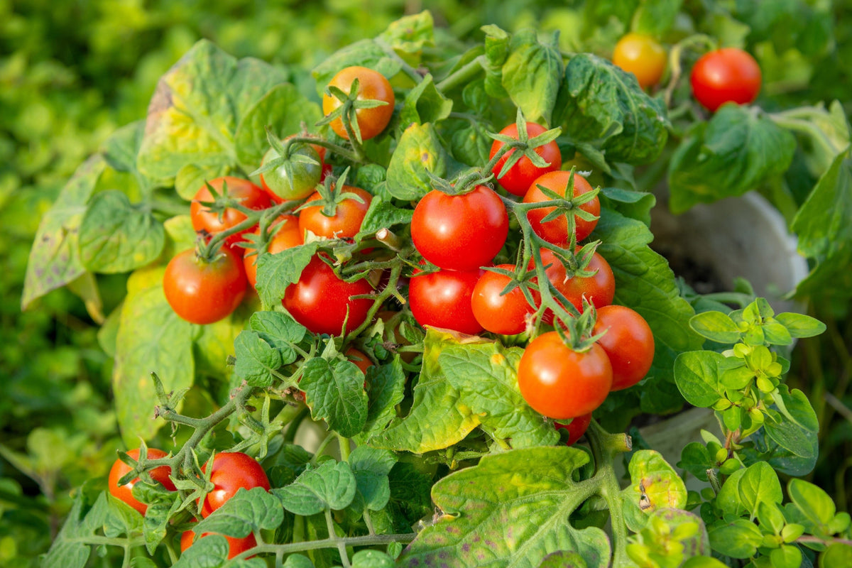 Tiny Tim Dwarf Cherry Tomato (Solanum lycopersicum) Seeds – 500 ct
