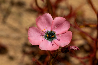 10 Carnivorous Sundew Plant (Drosera) Seeds
