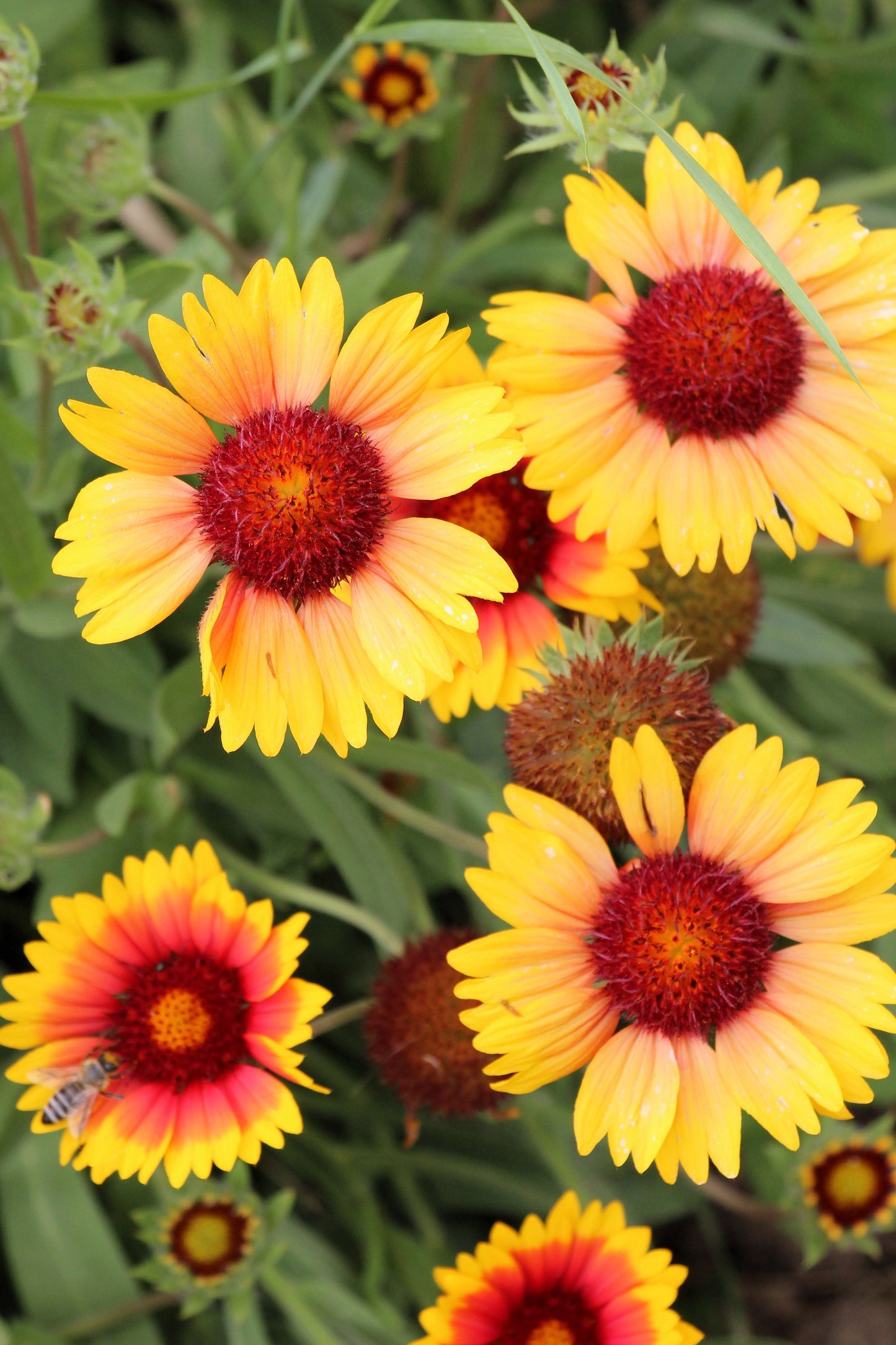 100 Yellow Gaillardia (Blanket Flower / Indian Blanket, Gaillardia Aristata) Seeds