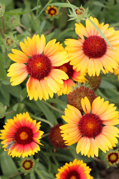 100 Yellow Gaillardia (Blanket Flower / Indian Blanket, Gaillardia Aristata) Seeds