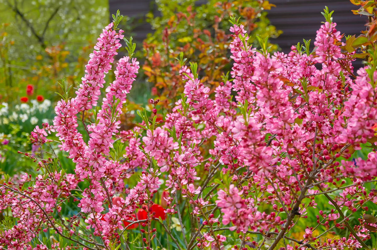 Dwarf Russian Almond (Prunus tenella) Seeds – 5 ct