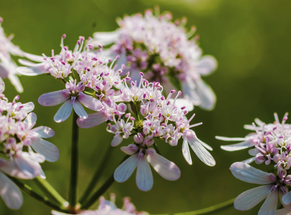 250 LEISURE CILANTRO / CORIANDER Coriandrum Sativum Herb Vegetable Seeds
