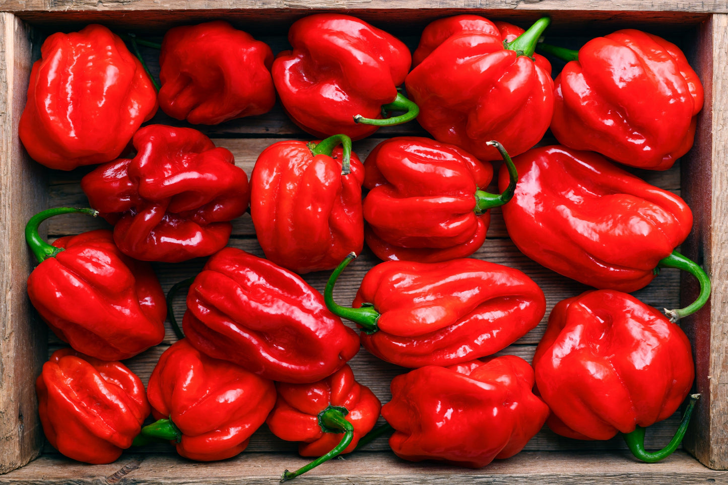 50 Red Habañero Pepper (Capsicum Chinense) Seeds