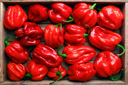 50 Red Habañero Pepper (Capsicum Chinense) Seeds