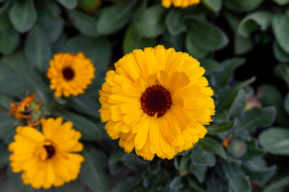500 PAcific Beauty Marigold (Calendula Officinalis) Seeds