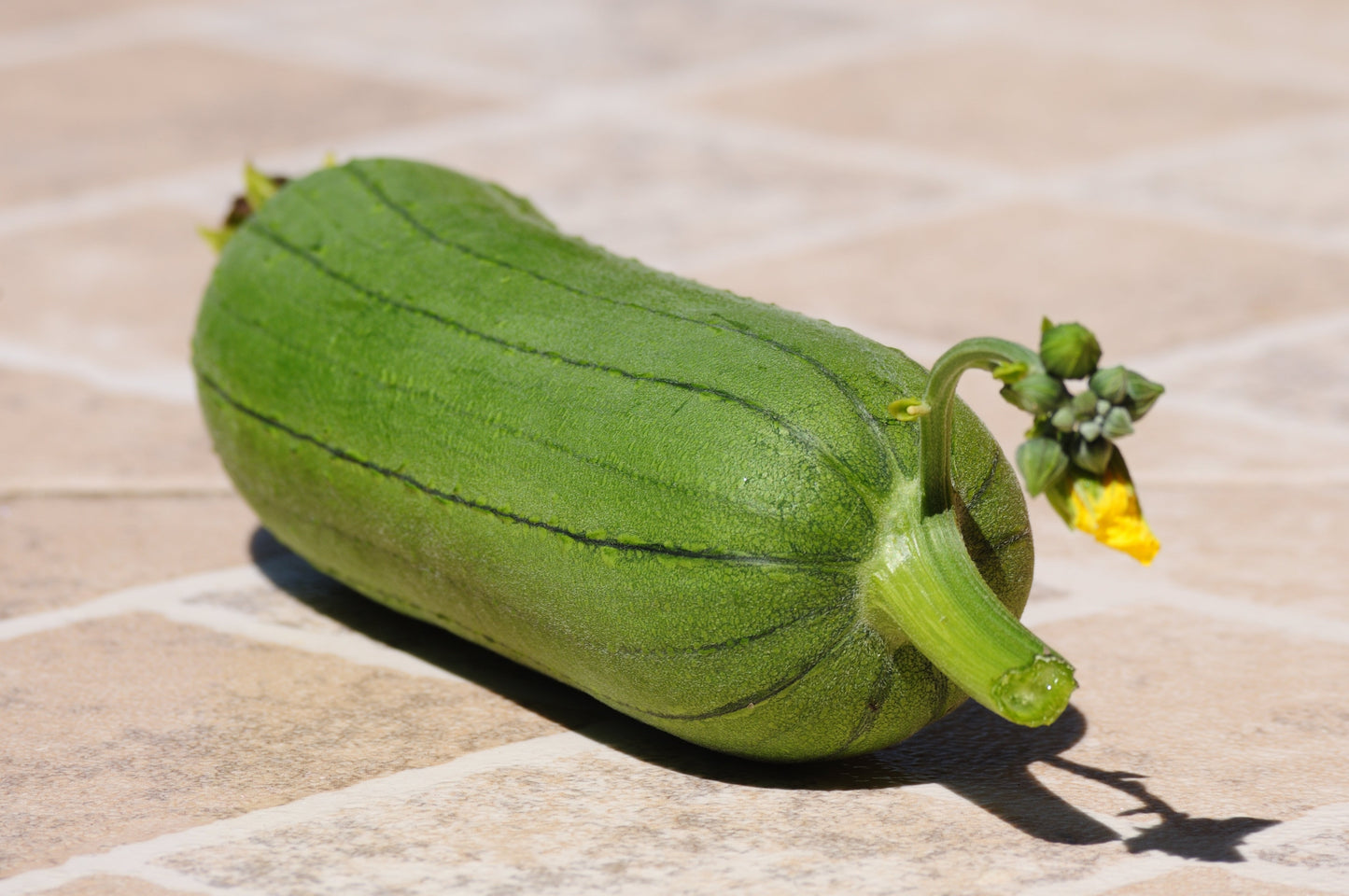 25 Luffa Sponge Gourd (Luffa Cylindrica) Seeds