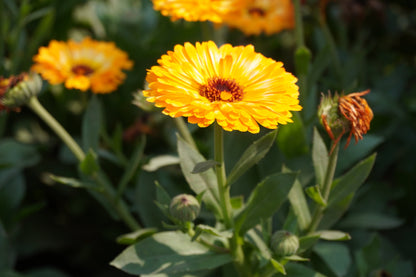500 PAcific Beauty Marigold (Calendula Officinalis) Seeds