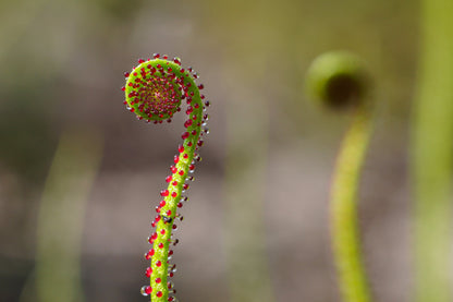 10 Carnivorous Sundew Plant (Drosera) Seeds