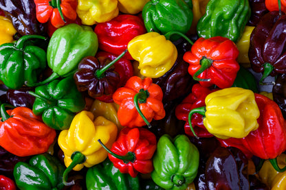 Mixed Habanero Pepper (Capsicum chinense) Seeds – 50 ct