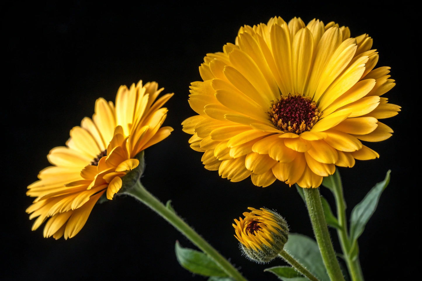 500 PAcific Beauty Marigold (Calendula Officinalis) Seeds
