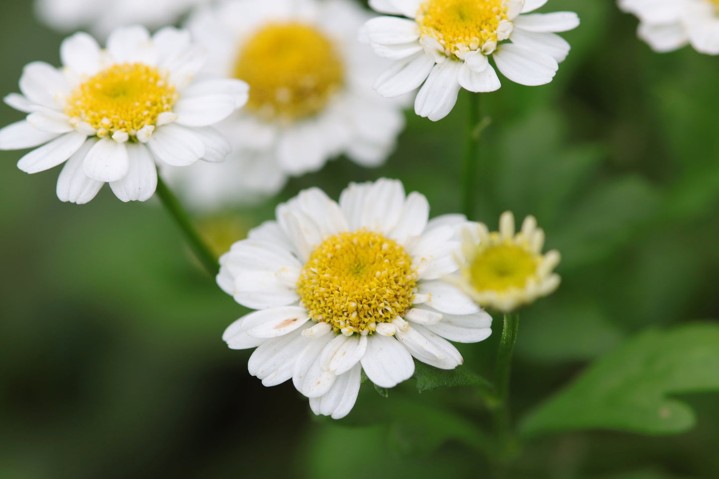 300 Feverfew (Tanacetum Parthenium) Seeds