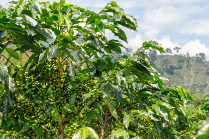 15 Arabica Coffee  Seeds