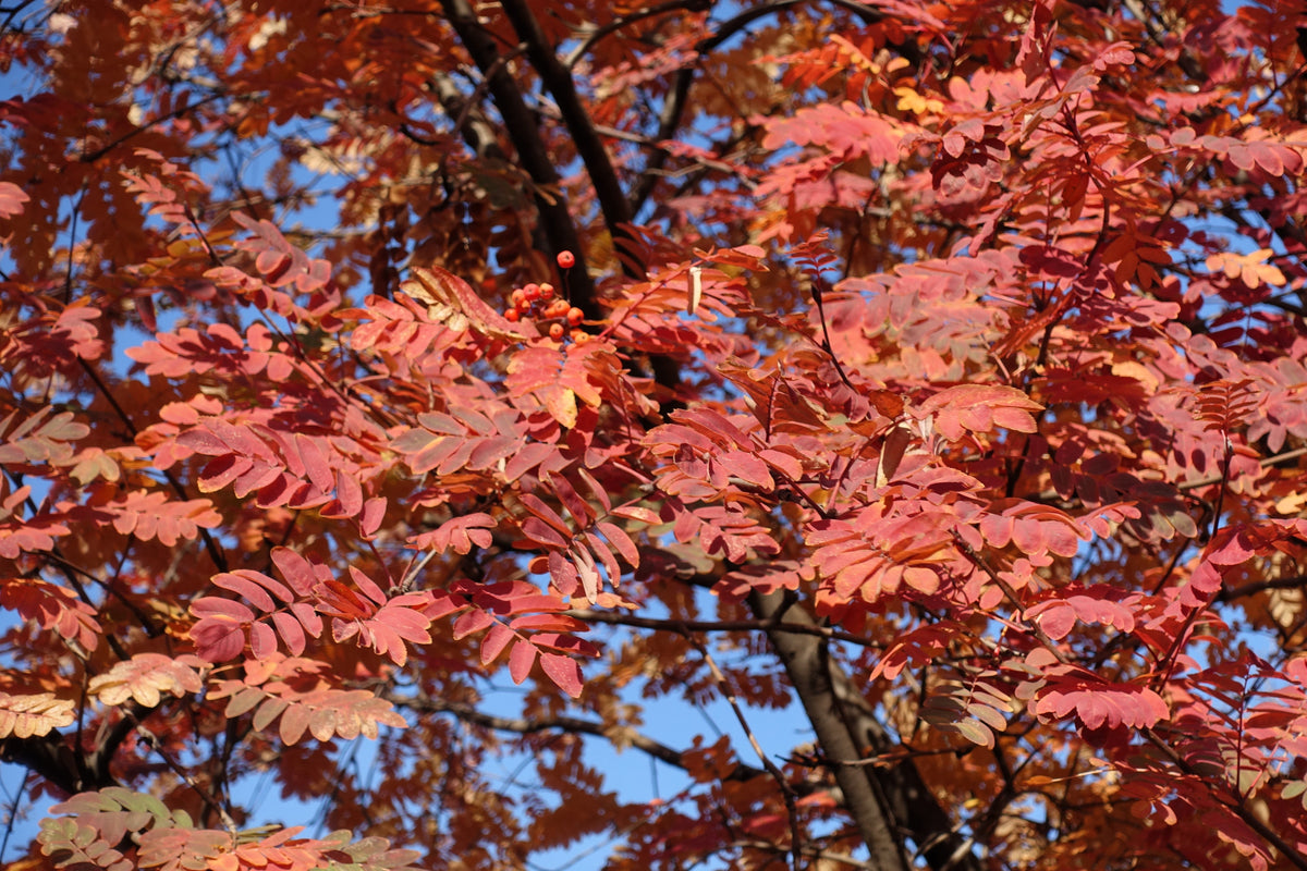 20 ASH TREE Mountain / Amur / Rowan - Sorbus Aucuparia Seeds
