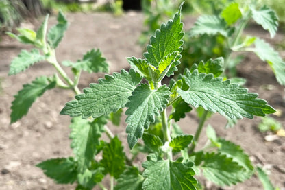 200 Lemony Catnip (Nepeta Cataria Citriodora) Seeds