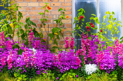 200 Butterfly Orchid (Schizanthus Wisetonensis) Seeds