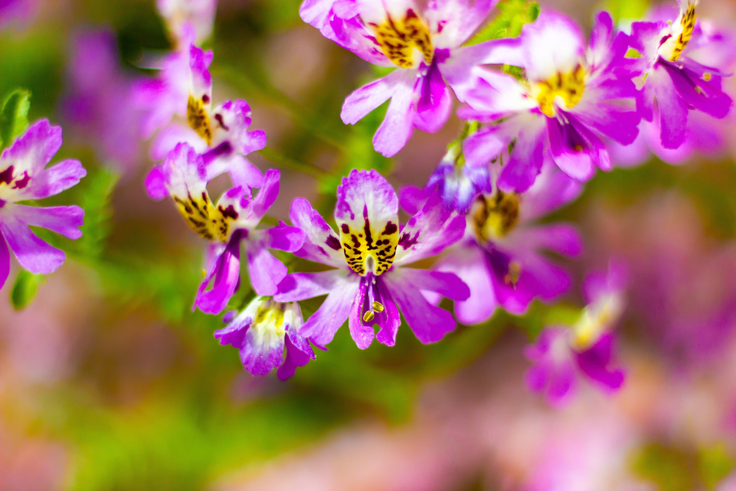 200 Butterfly Orchid (Schizanthus Wisetonensis) Seeds