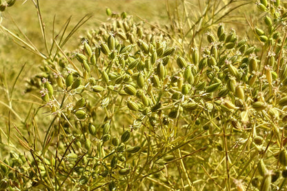 500 Organic Cumin (Cuminum Cyminum) Seeds