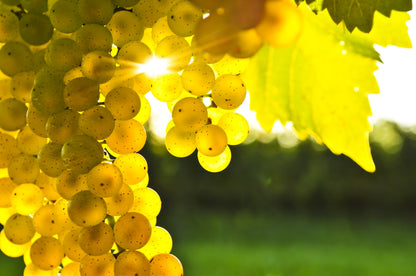 30 Wine Grape (Vitis Viniferia) Seeds