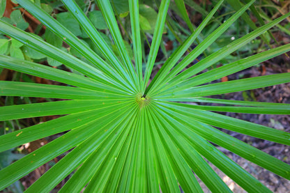 30 CALIFORNIA FAN PALM Tree Petticoat Arizona Desert Washingtonia Filifera Seeds