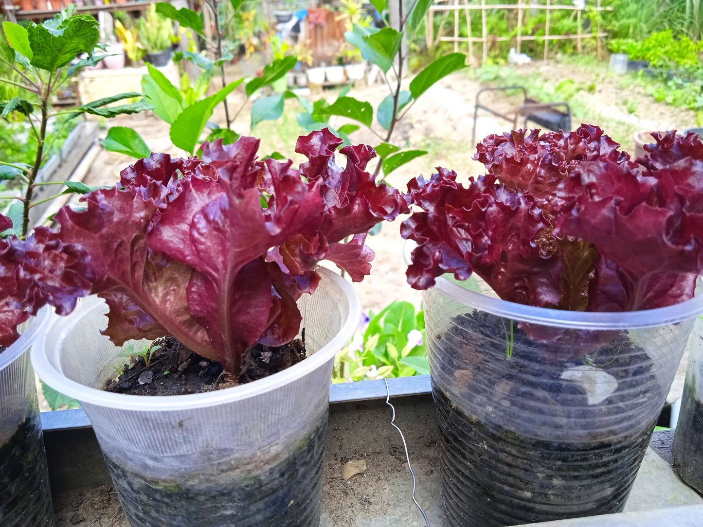 3000 Red Salad Bowl Leaf Lettuce (Lactuca Sativa) Seeds