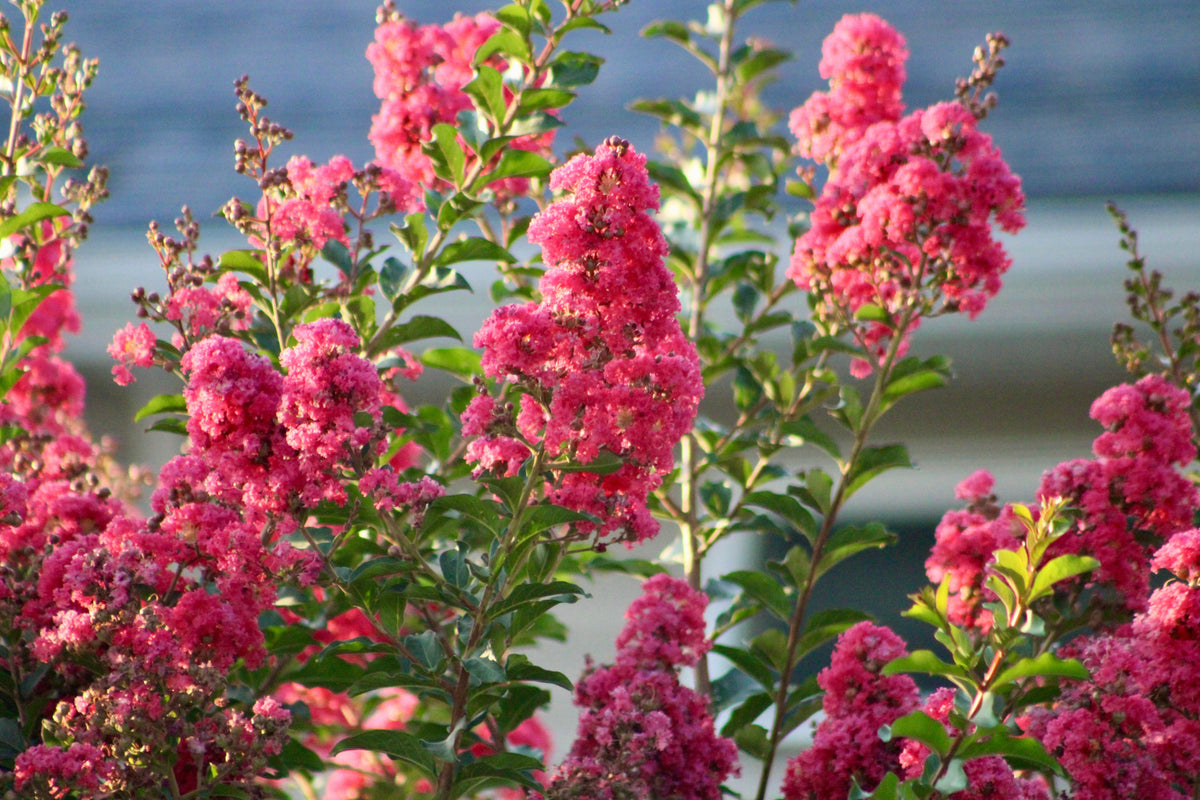 Dark Pink Crepe Myrtle (Lagerstroemia indica) Seeds – 35 ct