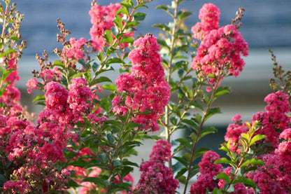 Dark Pink Crepe Myrtle (Lagerstroemia indica) Seeds – 35 ct