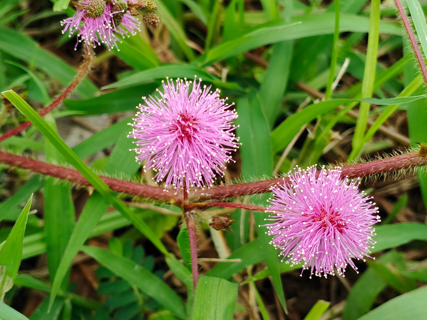 100 Sensitive Plant (Mimosa Pudica) Seeds