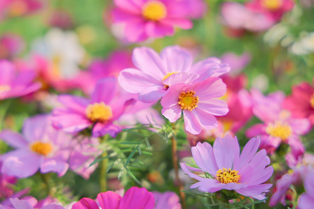 300 DWARF PINK COSMOS Cosmos Bipinnatus Flower Seeds