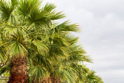30 CALIFORNIA FAN PALM Tree Petticoat Arizona Desert Washingtonia Filifera Seeds