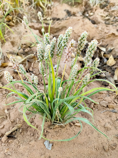 1000 Psyllium (Plantago Ovata) Seeds