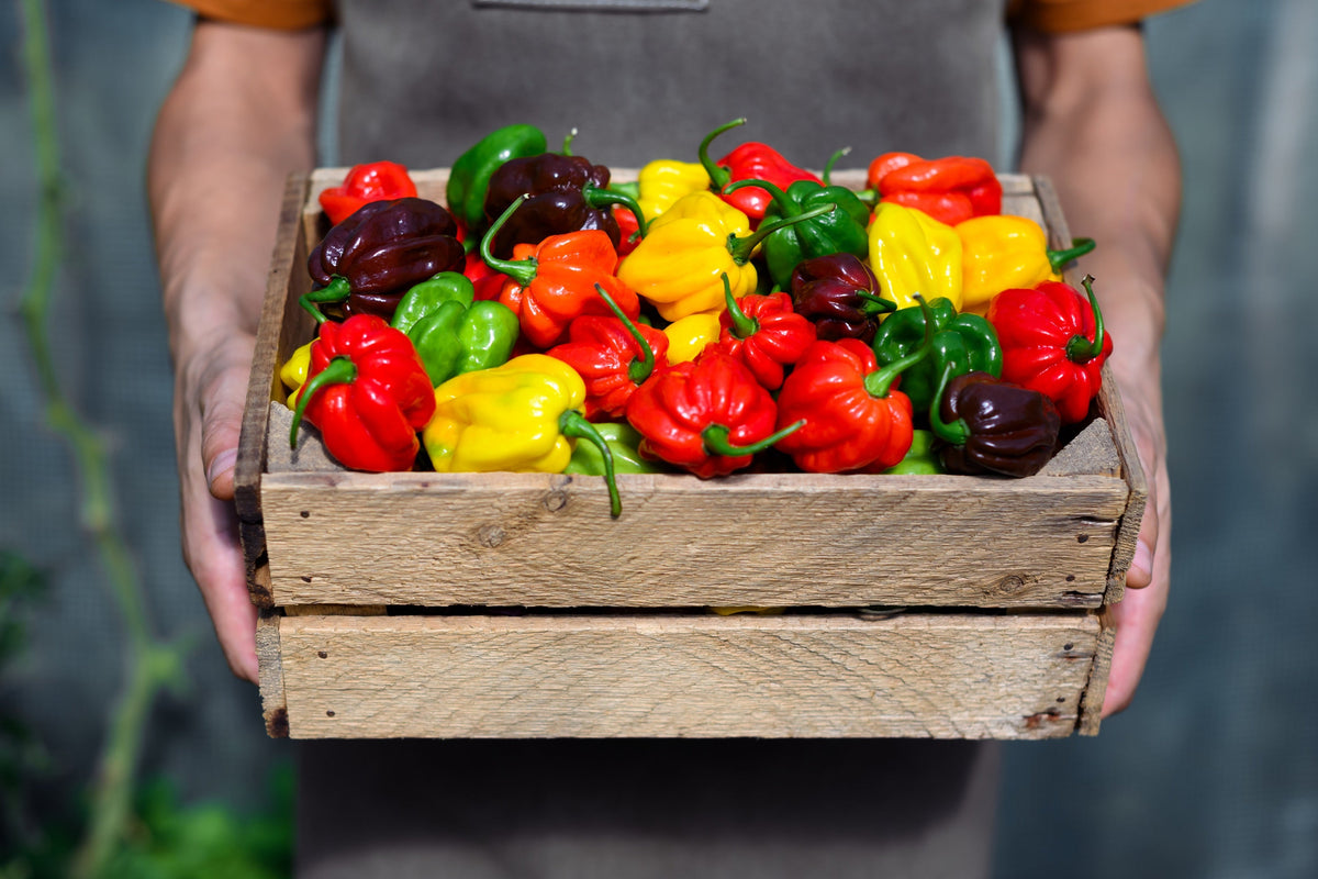 Mixed Habanero Pepper (Capsicum chinense) Seeds – 50 ct