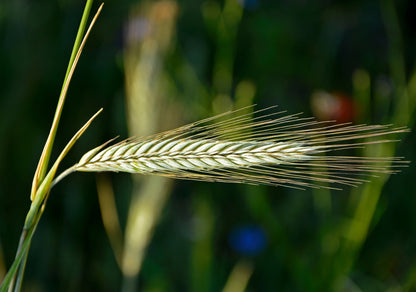 Wrens Abruzzi Winter Rye (Secale cereale) Seeds – 300 ct