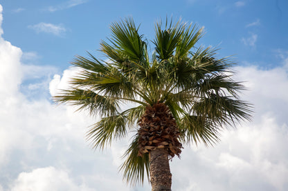 30 CALIFORNIA FAN PALM Tree Petticoat Arizona Desert Washingtonia Filifera Seeds