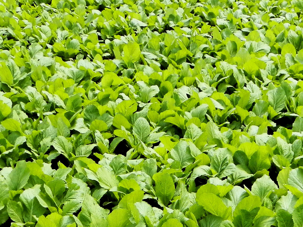 1000 BROWN MUSTARD Brassica Juncea Vegetable Herb Seeds