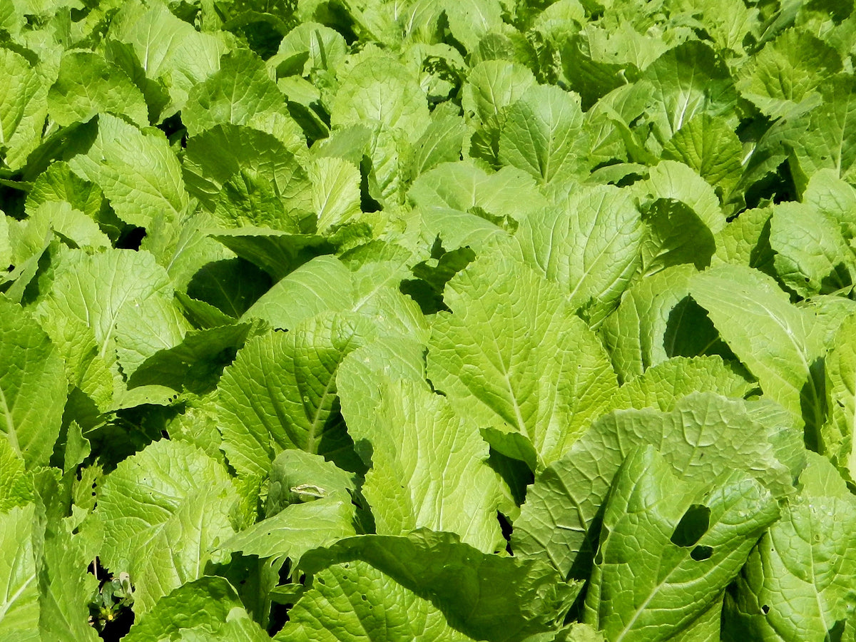 1000 BROWN MUSTARD Brassica Juncea Vegetable Herb Seeds