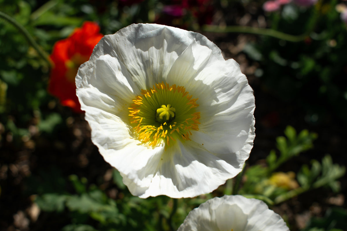 Persian White Poppy (Papaver somniferum) Seeds – 250 ct