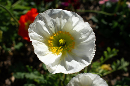 Persian White Poppy (Papaver somniferum) Seeds – 250 ct