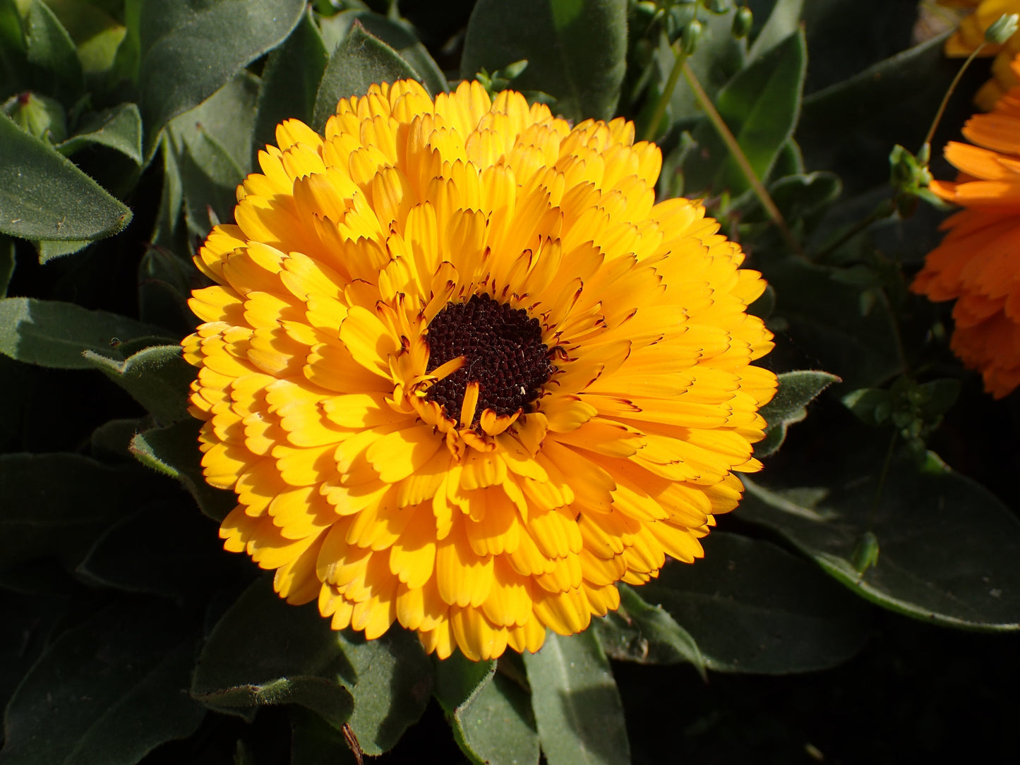 500 PAcific Beauty Marigold (Calendula Officinalis) Seeds