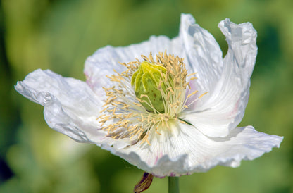 Persian White Poppy (Papaver somniferum) Seeds – 250 ct