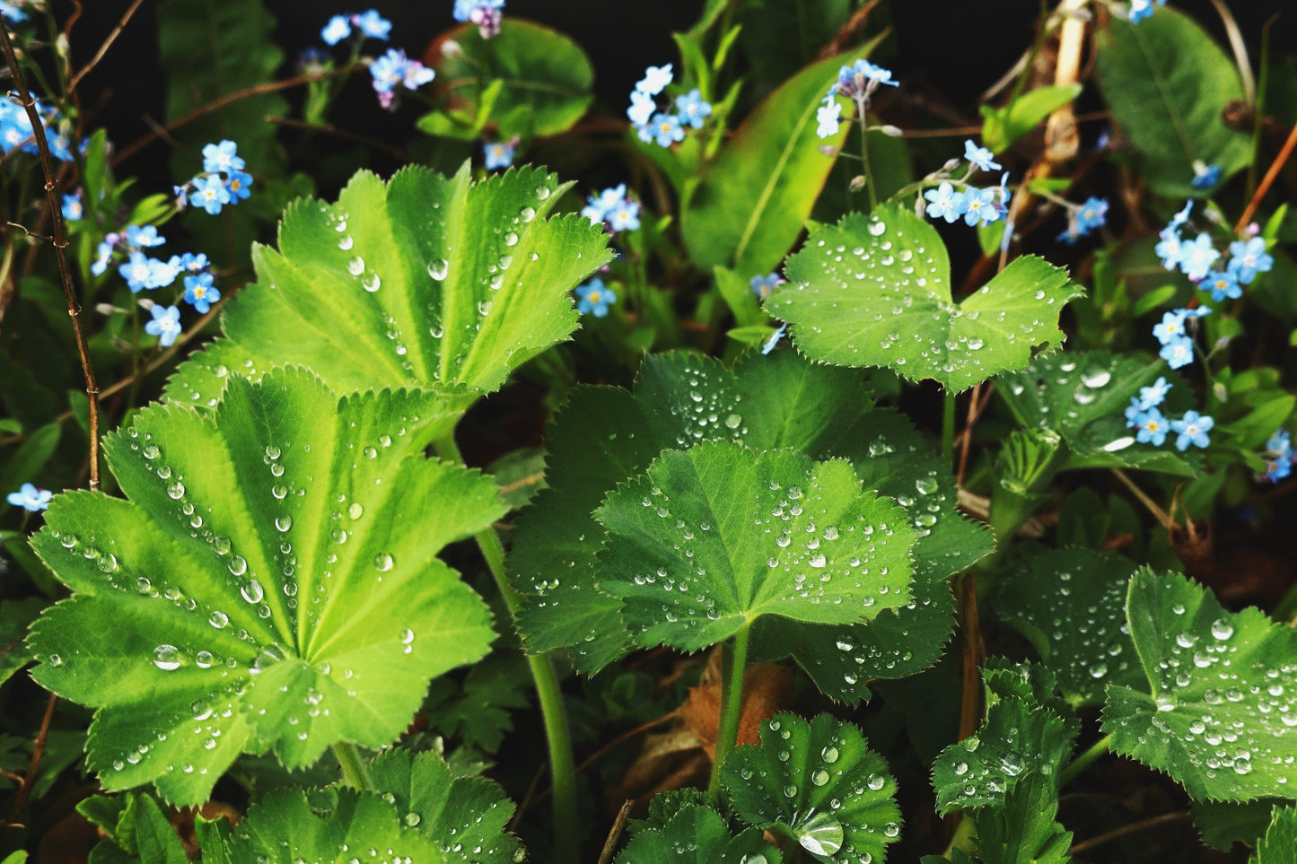 100 Lady's Mantle (Alchemilla Mollis) Seeds