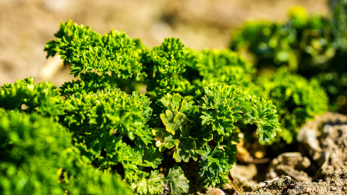 1000 MOSS CURLED PARSLEY Petroselinum Crispum Herb Vegetable Flower Seeds