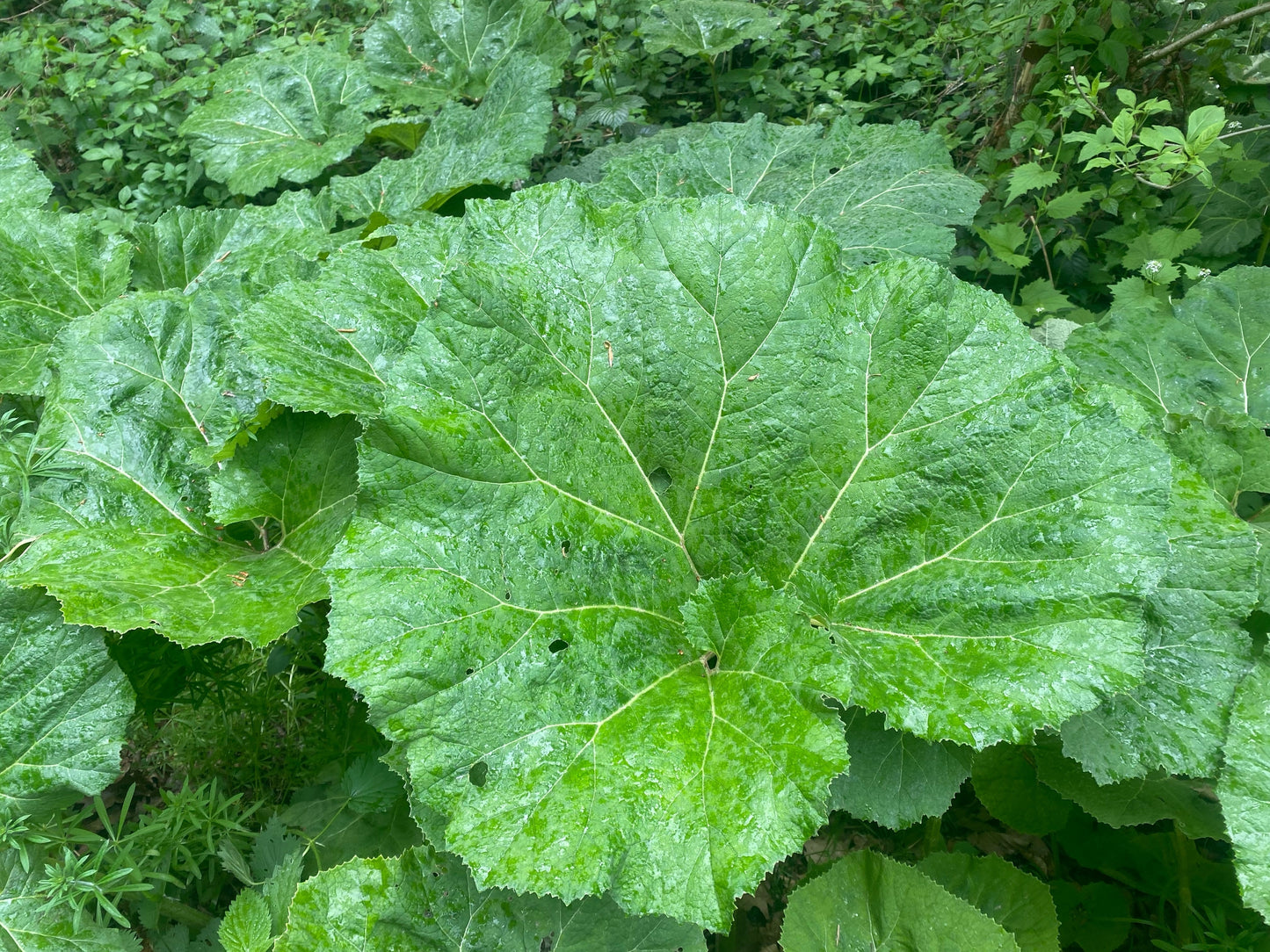 200 Burdock (Arctium Lappa) Seeds