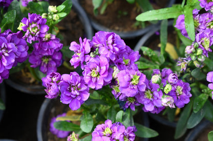50 BLUE STOCK Matthiola Incana Ten-Week Gillyflower Seeds